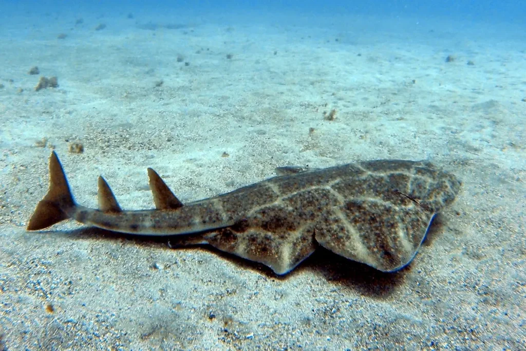 Requin-ange &agrave; Bali