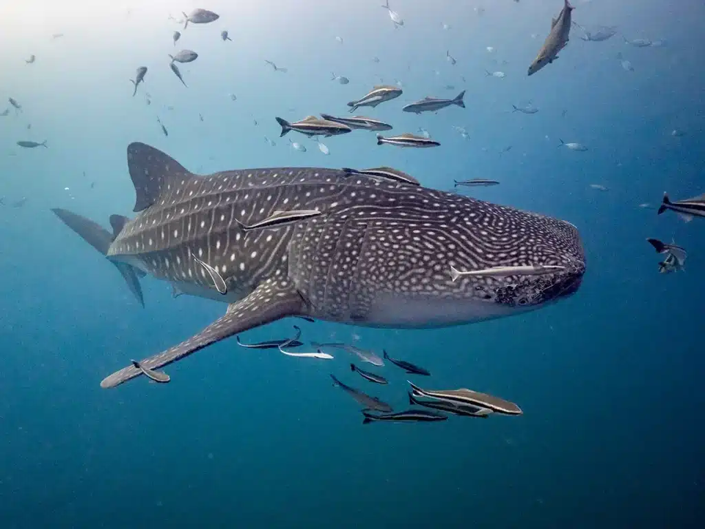 Requin baleine &agrave; Bali