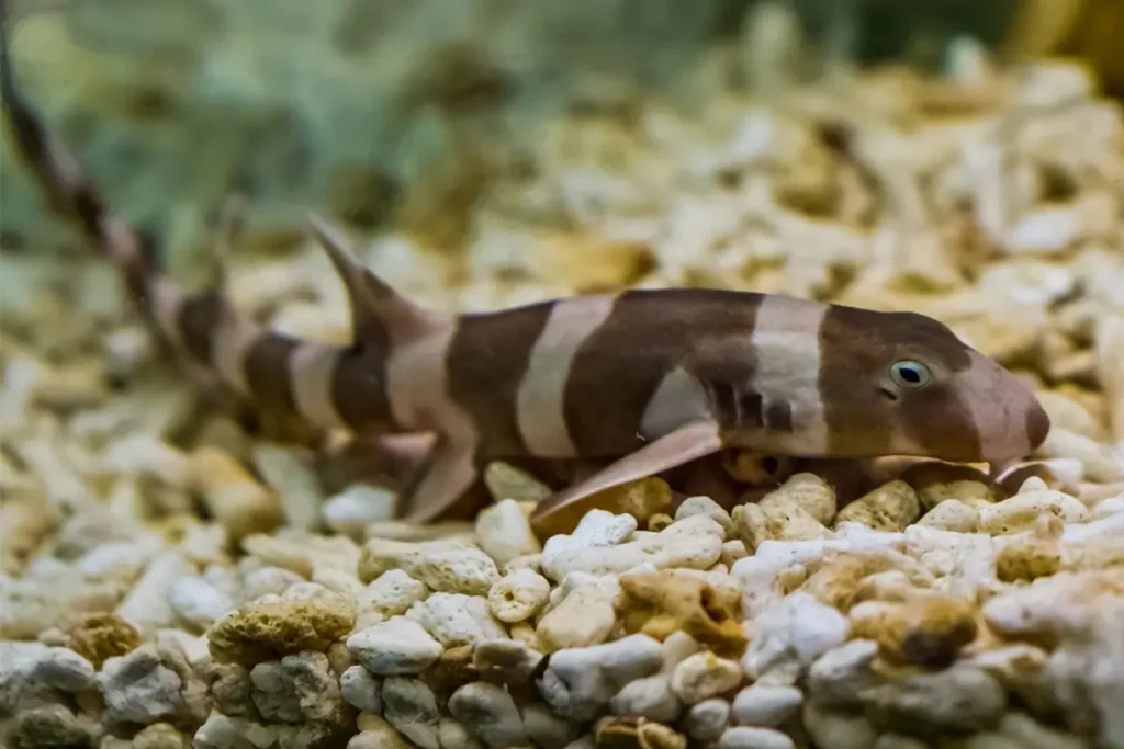 Requin bambou &agrave; Bali