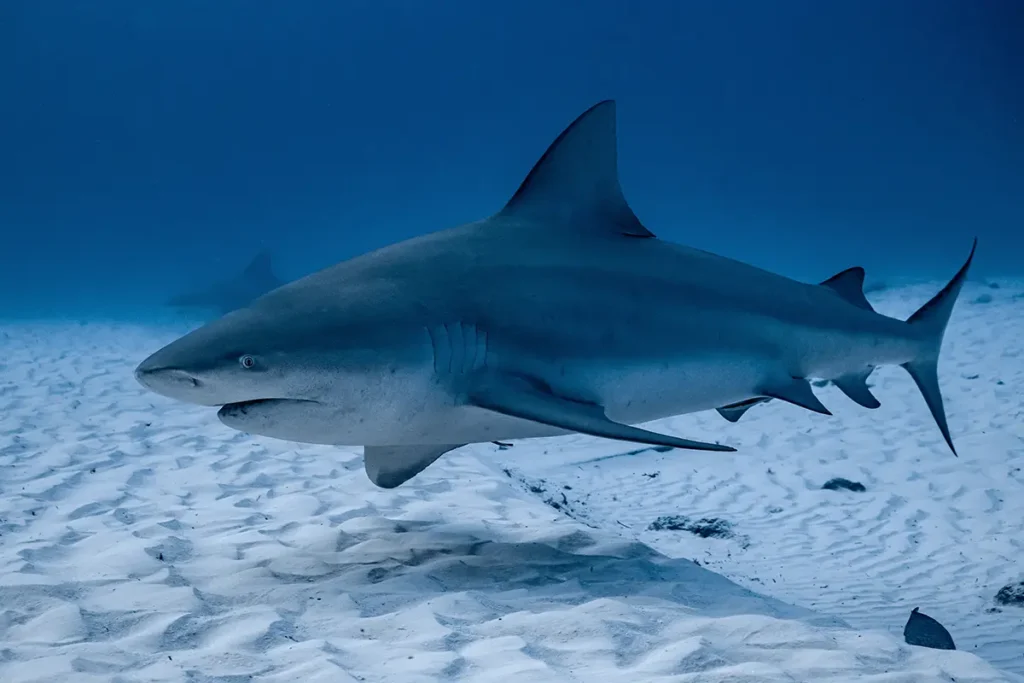 Requin bouledogue &agrave; Bali