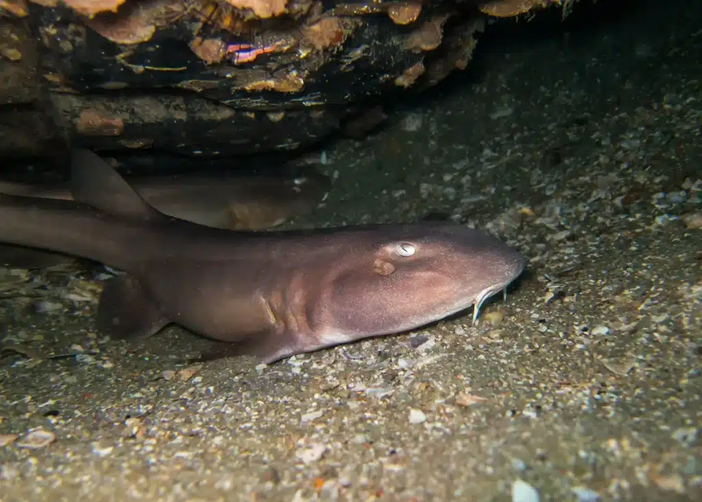 Requin chat &agrave; Bali