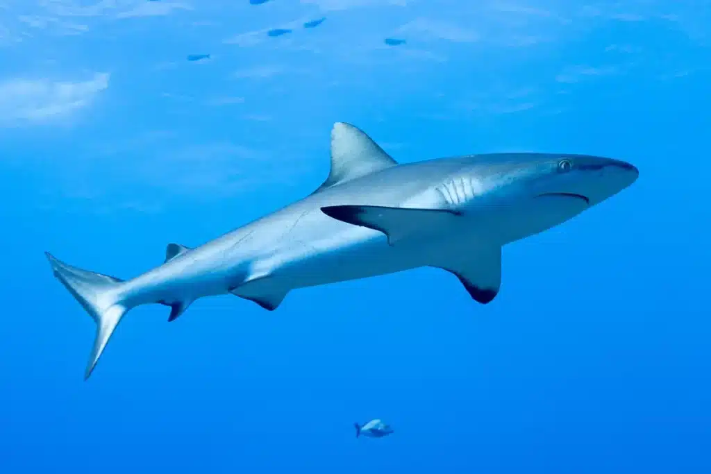 Requin de r&eacute;cif gris &agrave; Bali