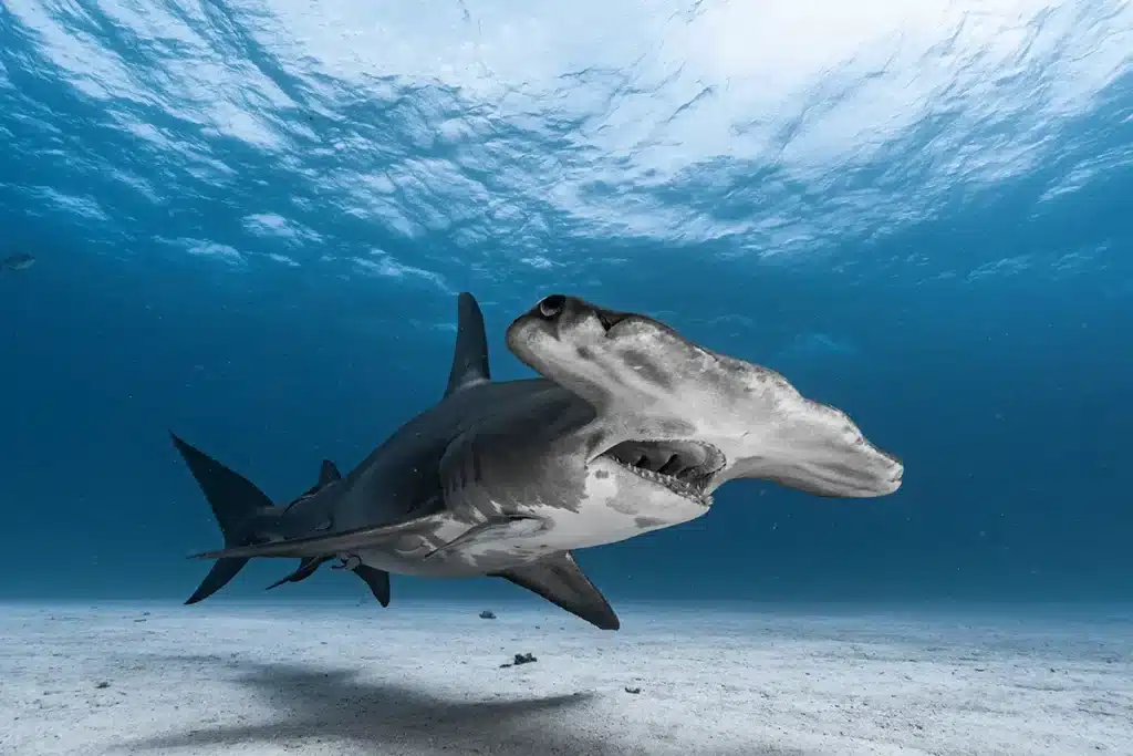 Requin marteau &agrave; Bali