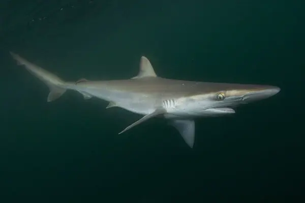 Requin gris &agrave; nez pointu &agrave; Bali