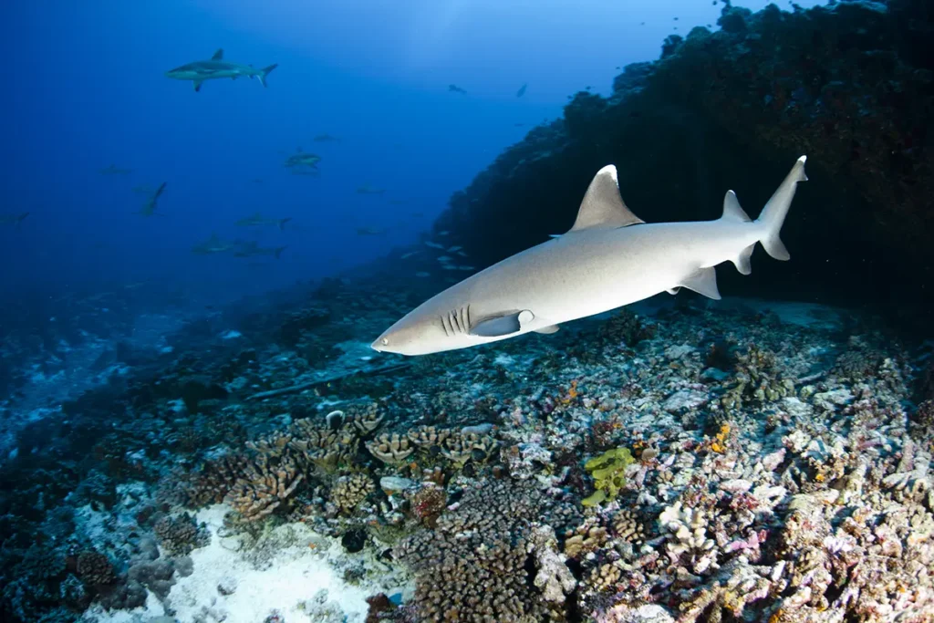 Requin pointe blanche &agrave; Bali