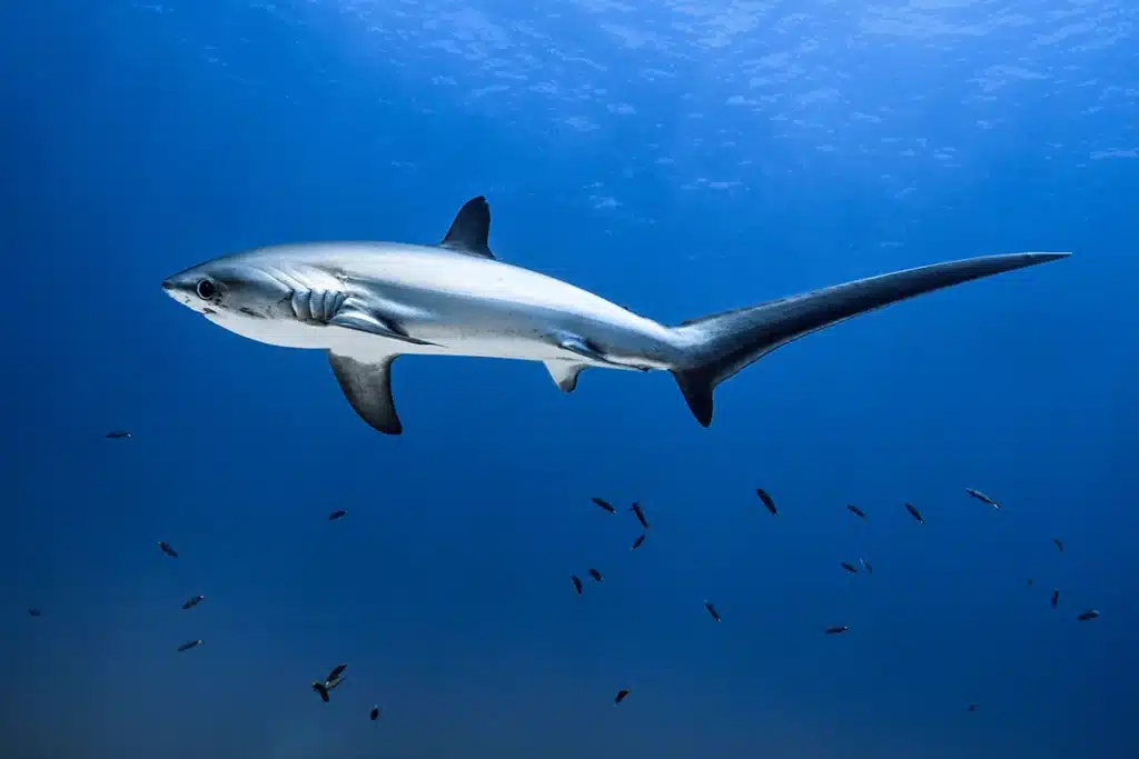 Requin renard &agrave; Bali