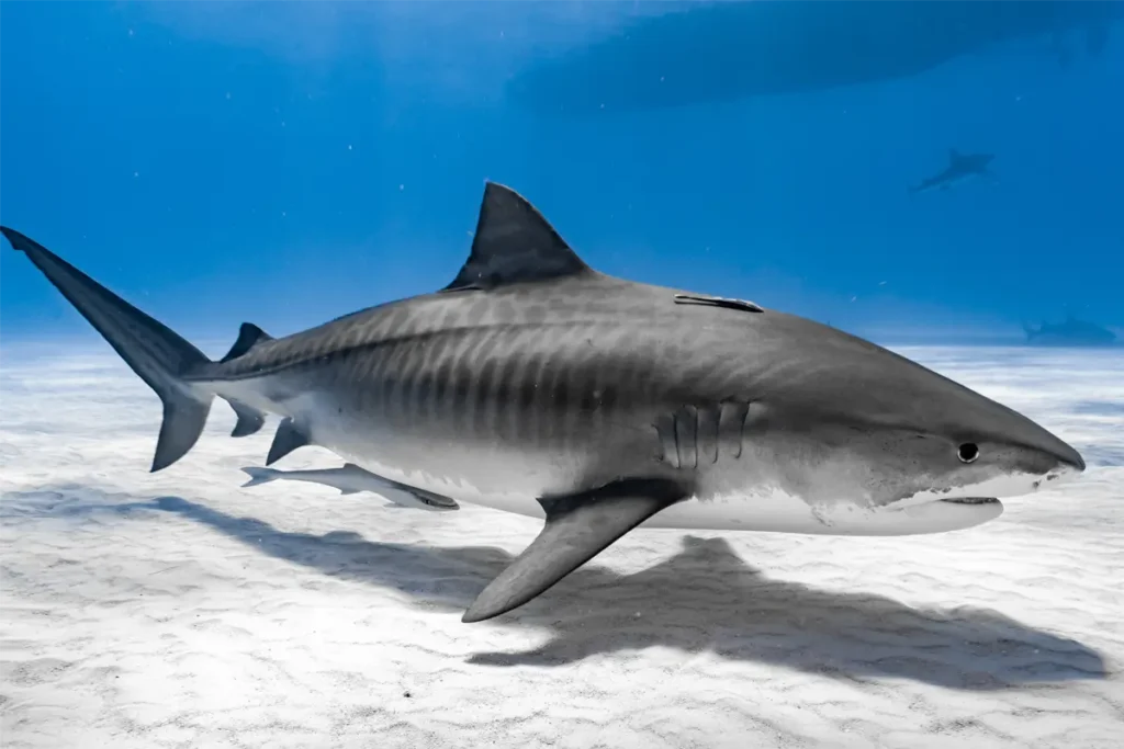 Requin tigre &agrave; Bali