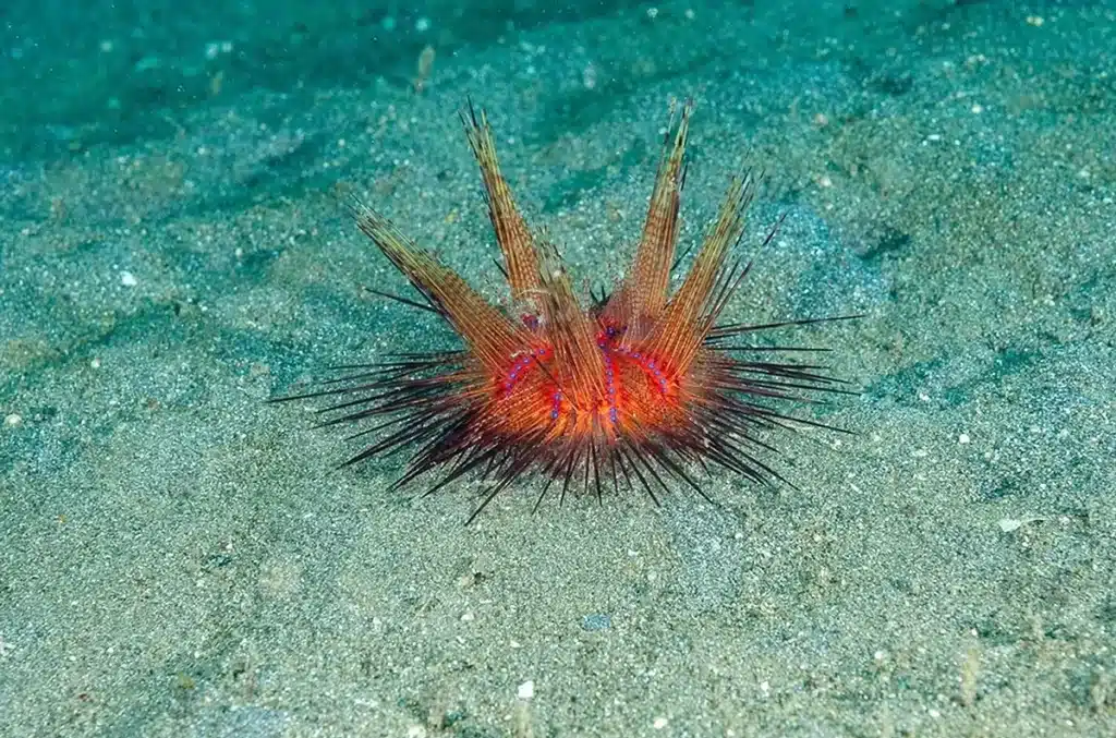 Oursin rouge &agrave; Bali