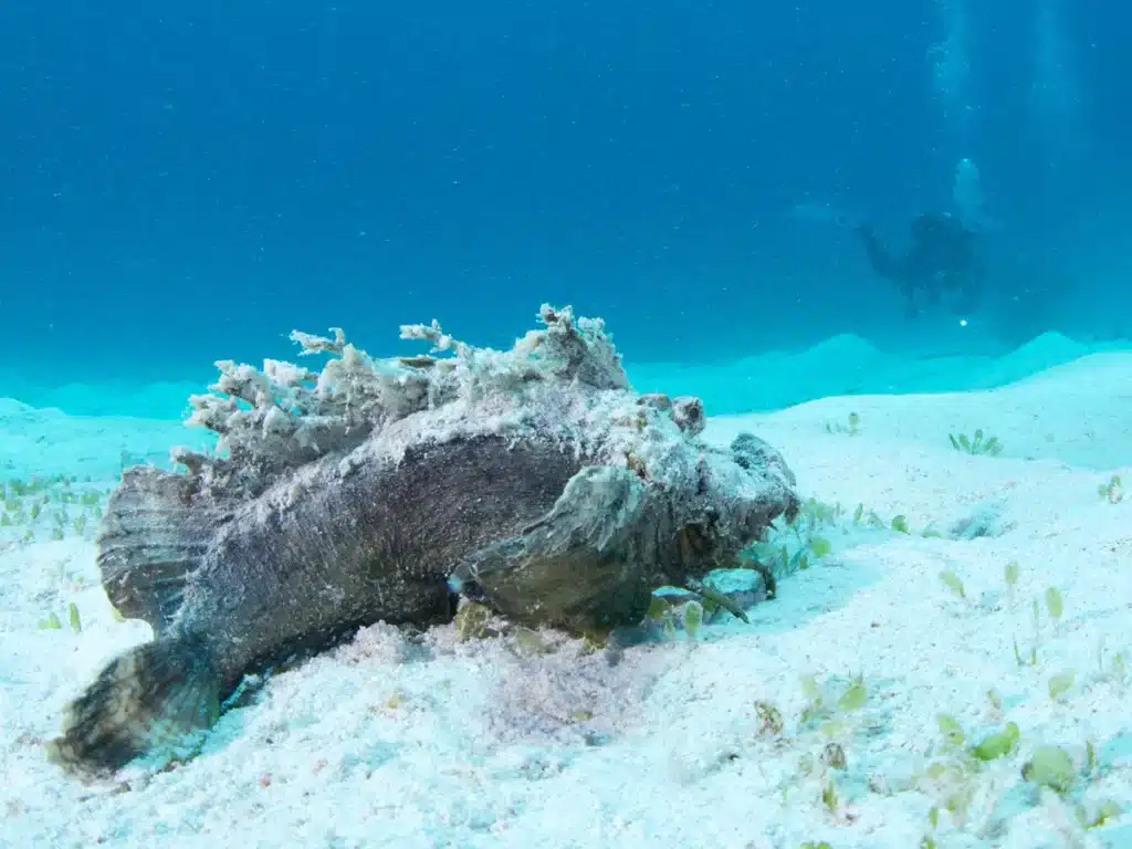 Poisson pierre &agrave; Bali